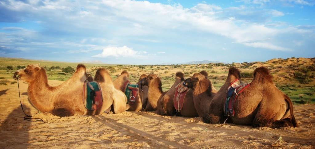Majestic Gobi Tour Operator And Guest House Ulan Bator Exterior foto